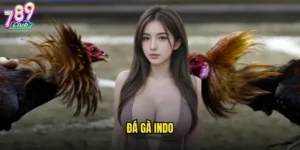 Đá gà Indo