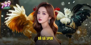 đá gà spur