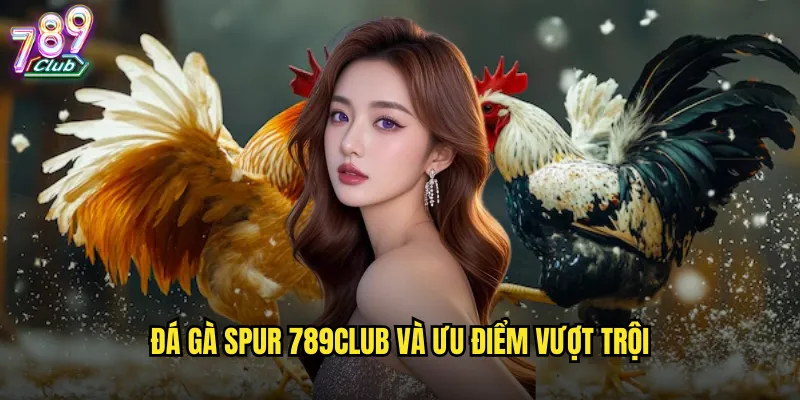 Đá gà spur 789club và ưu điểm vượt trội