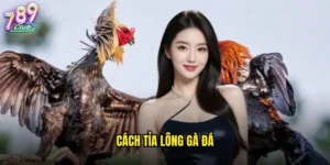 Cách tỉa lông gà đá