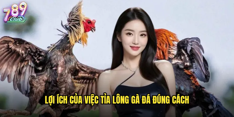 Lợi ích của việc tỉa lông gà đá đúng cách