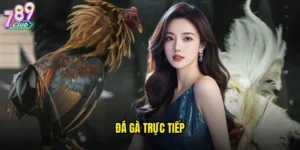 Đá gà trực tiếp