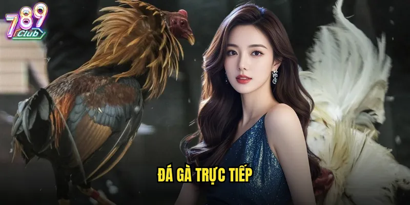 Đá gà trực tiếp