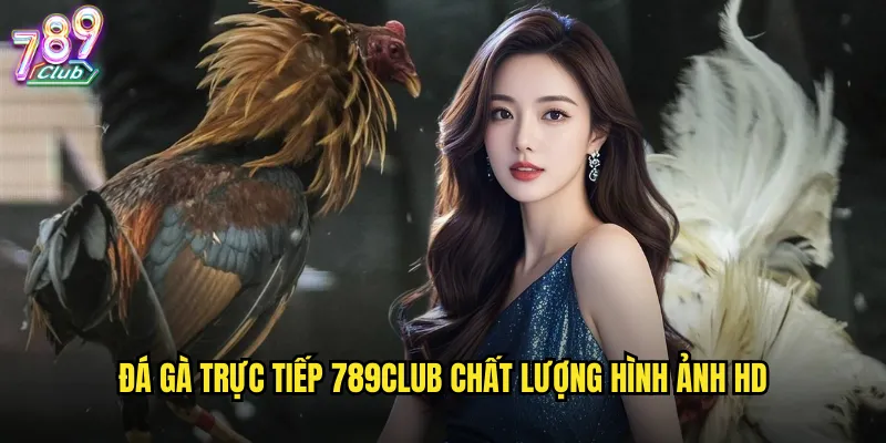 Đá gà trực tiếp 789club chất lượng hình ảnh HD