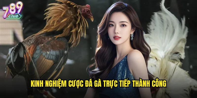 Kinh nghiệm cược đá gà trực tiếp thành công