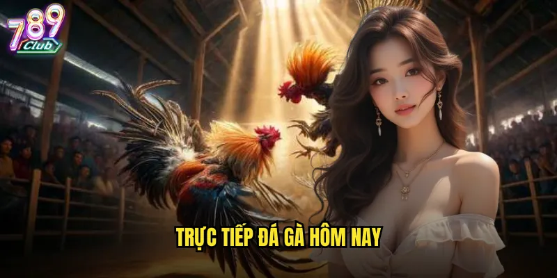 Trực tiếp đá gà hôm nay