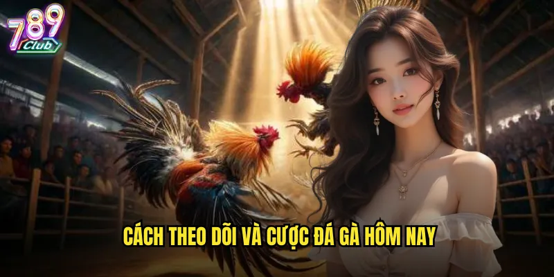 Cách theo dõi và cược đá gà hôm nay