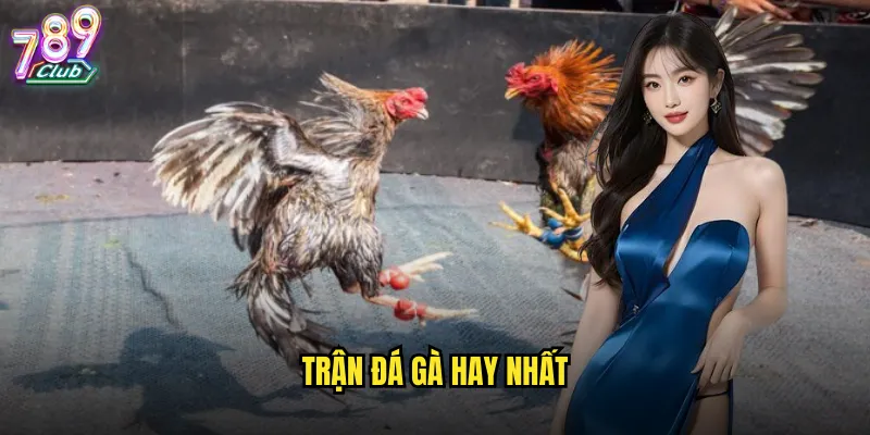 trận đá gà hay nhất