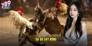 Gà đá vảy rồng