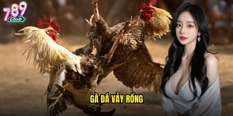 Gà đá vảy rồng