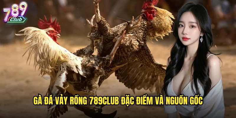 Gà đá vảy rồng 789club đặc điểm và nguồn gốc
