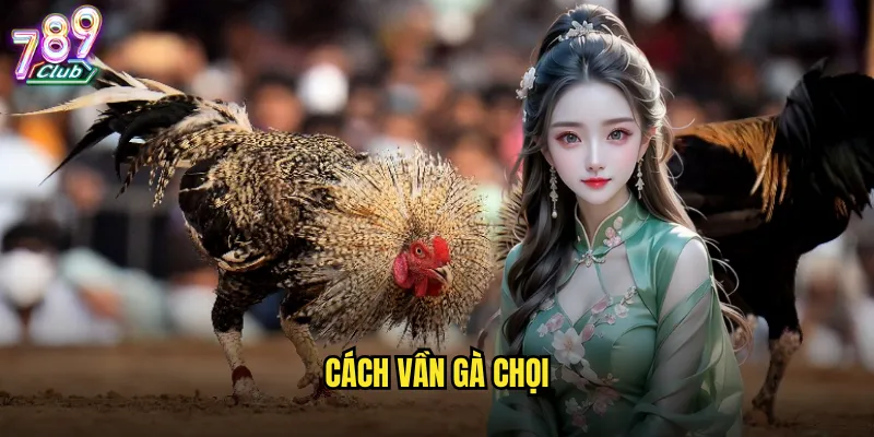 Cách vần gà chọi