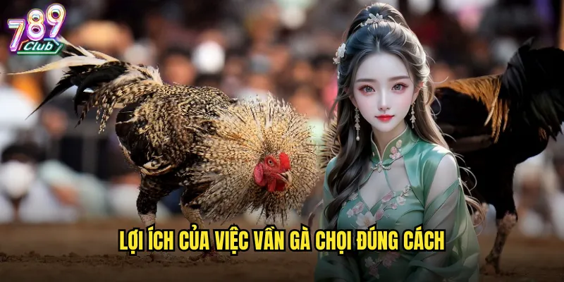 Lợi ích của việc vần gà chọi đúng cách