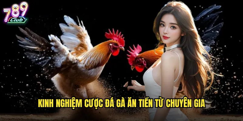 Kinh nghiệm cược đá gà ăn tiền từ chuyên gia
