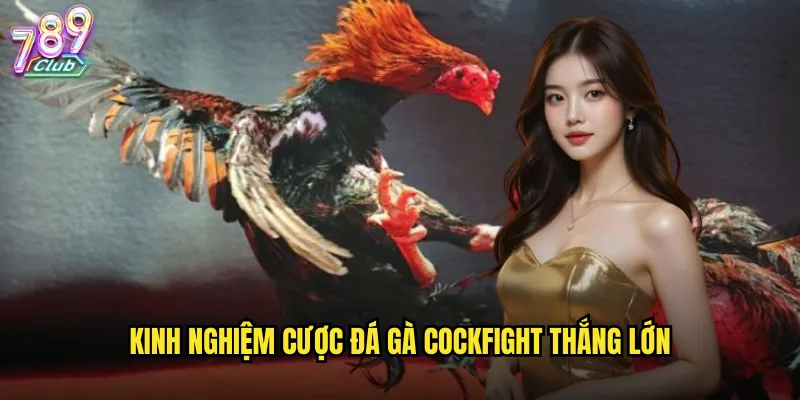 Kinh nghiệm cược đá gà Cockfight thắng lớn