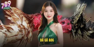 đá gà AOG