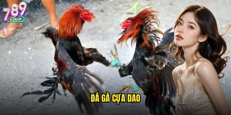 đá gà cựa dao
